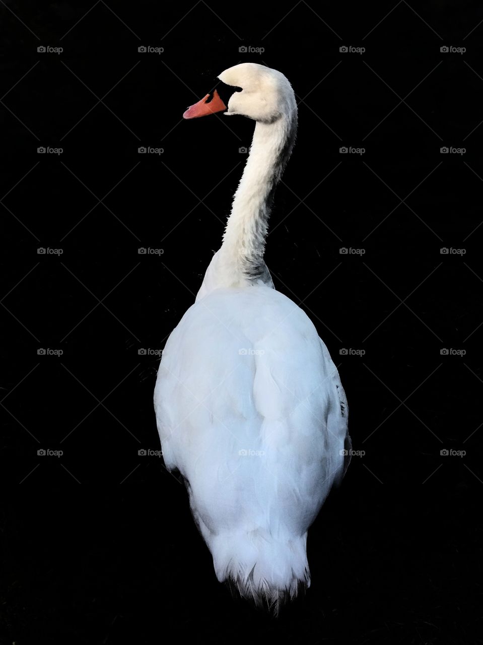 White swan in a black space!