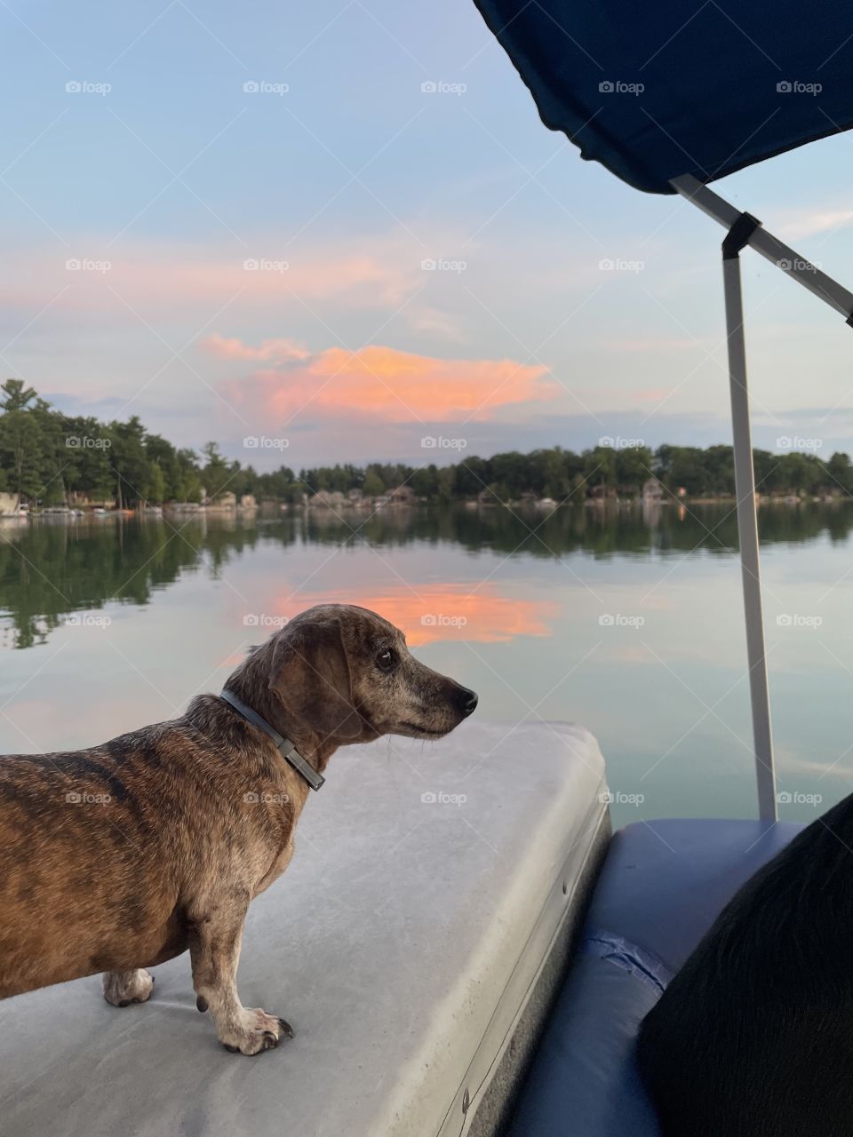 Doxie Lake Life