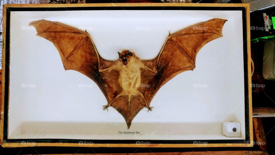 antique bat