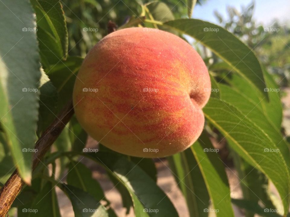 Juicy peach
