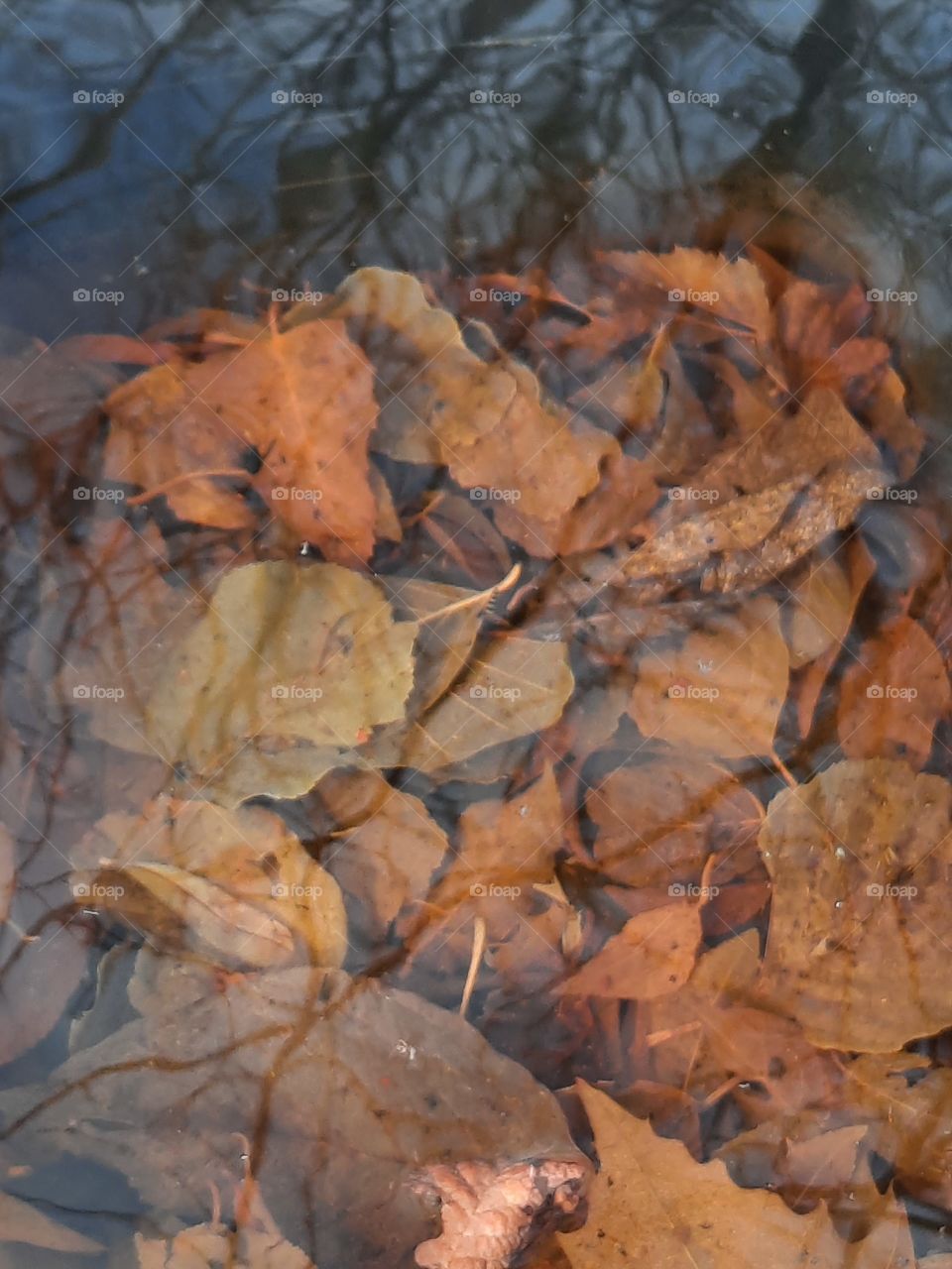 autumn leaves submerged in water with reflection of trees