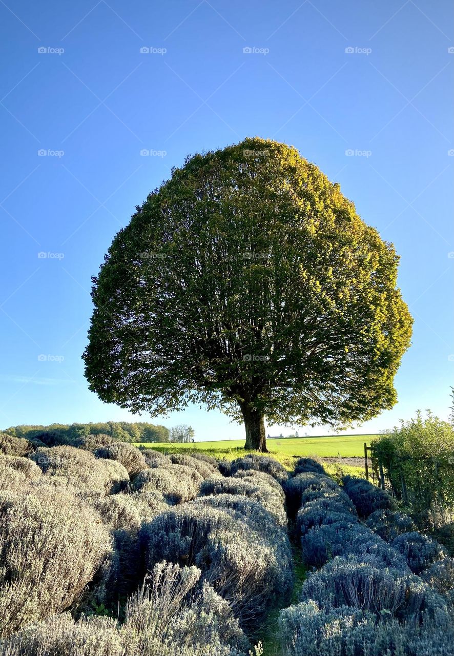 Tree , France November 2022 . 