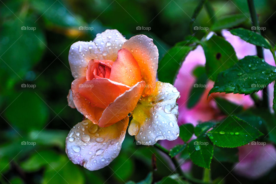 Rose with rain drops at the Wilanow Palace garden Poland 