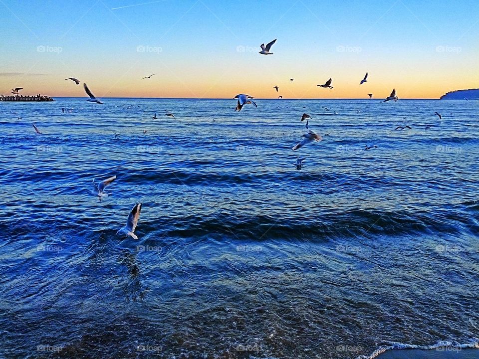 amazing seagulls in the sunset