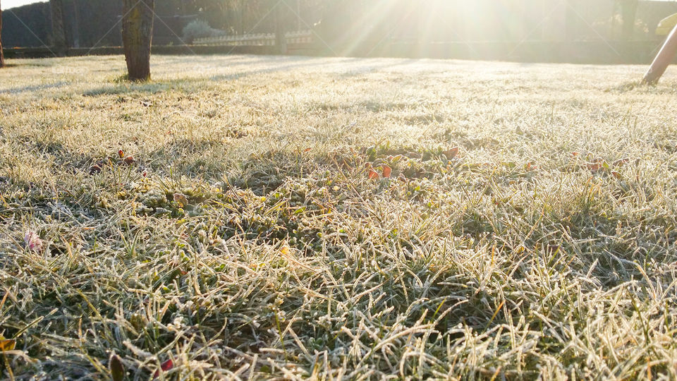 Frozen grass. morning