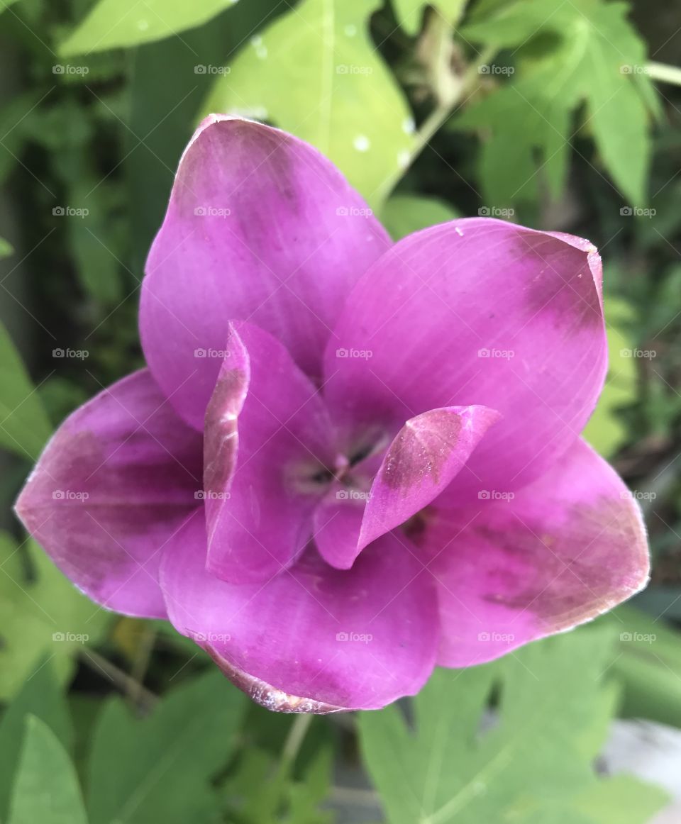 Curcuma aeruqinosa Roxb. 