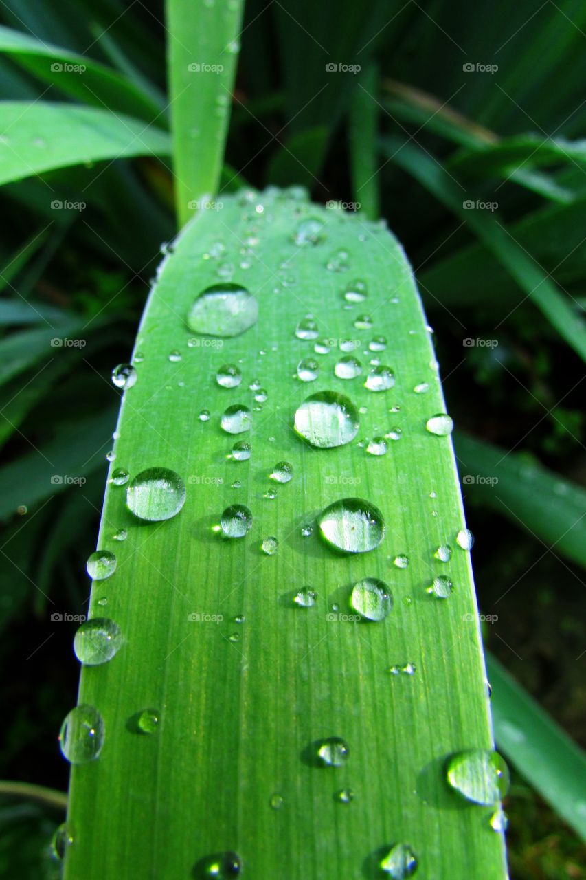 This picture was taken after a fresh Summer rain in the state of Wisconsin.