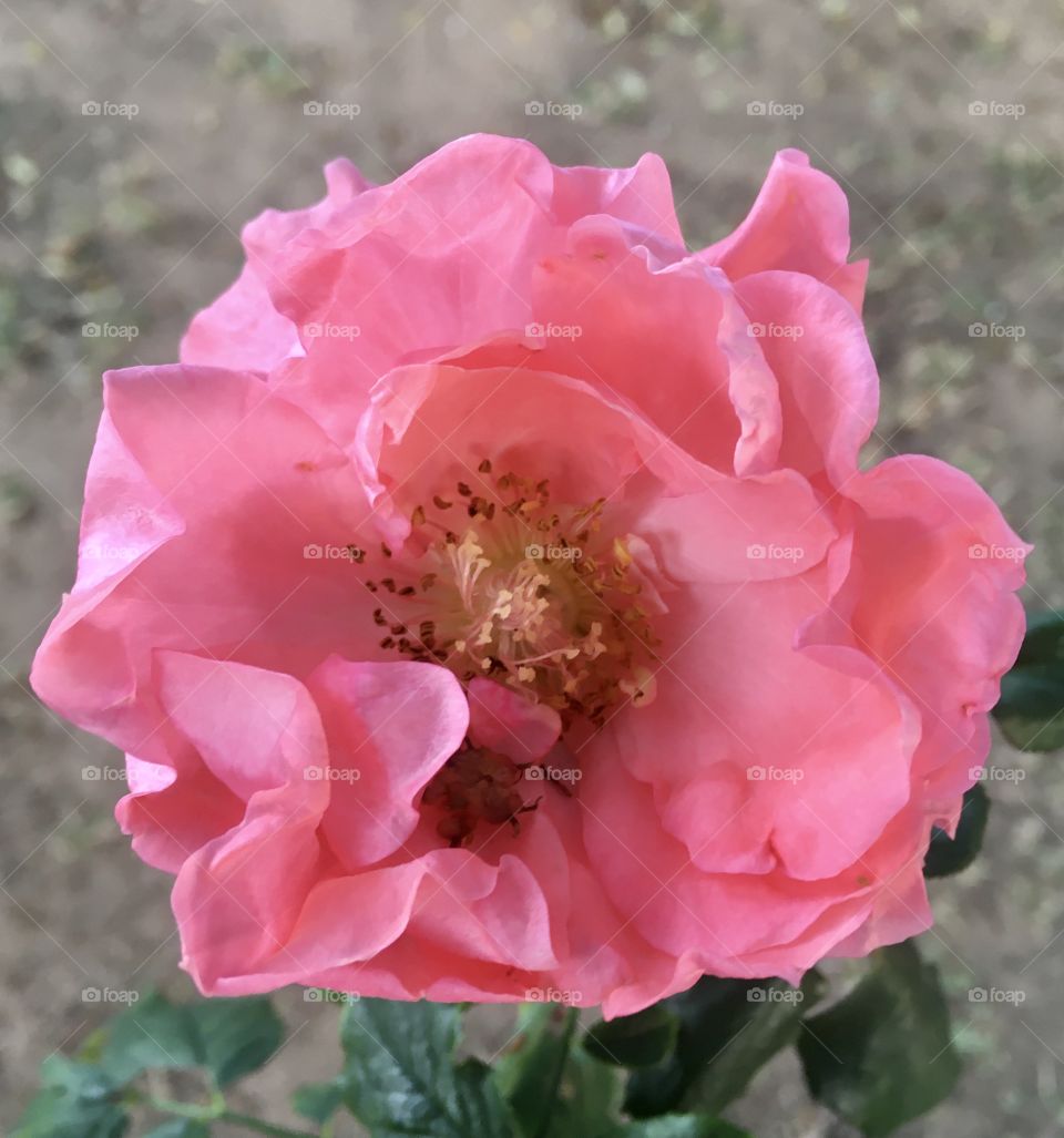 🇺🇸 Very beautiful flowers to brighten our day.  Live nature and its beauty. Did you like the delicate petals? / 🇧🇷 Flores muito bonitas para alegrar nosso dia. Viva a natureza e sua beleza. Gostaram das pétalas delicadas?