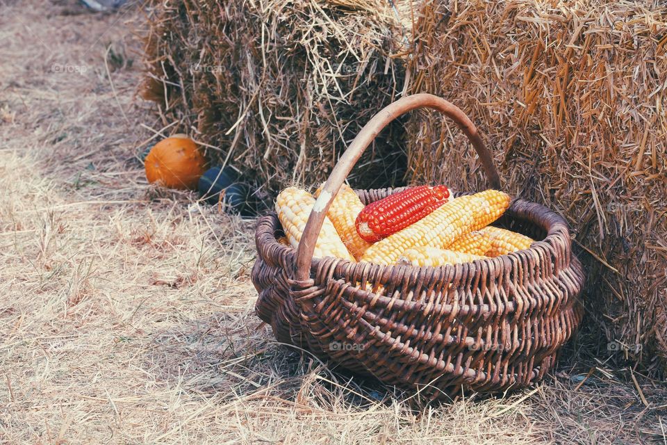 Corn in the basket