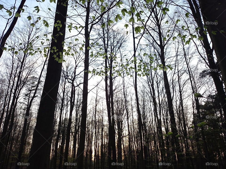 Springing forest. Green leaves are sprouting in the forest