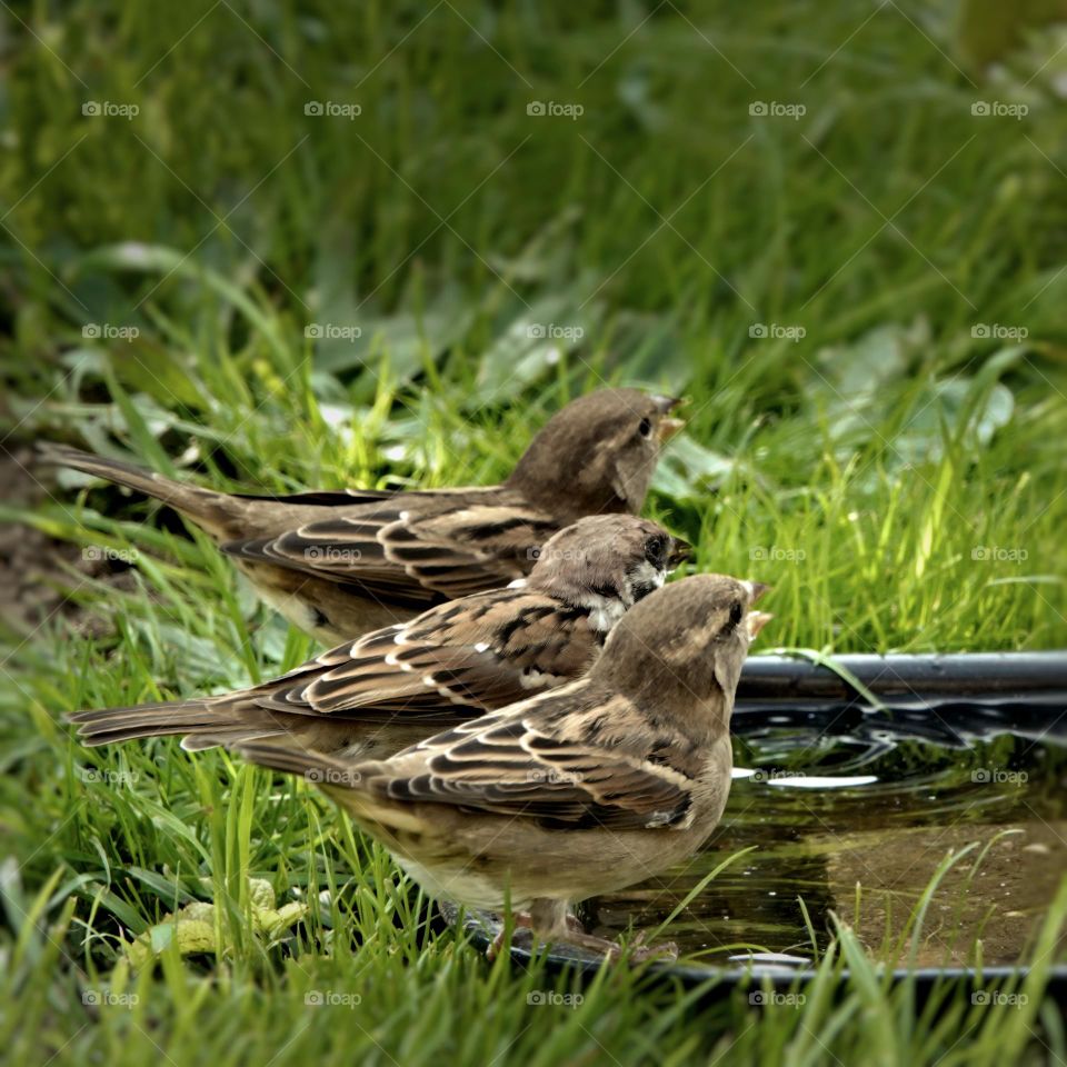 three sparrows at the watering trough