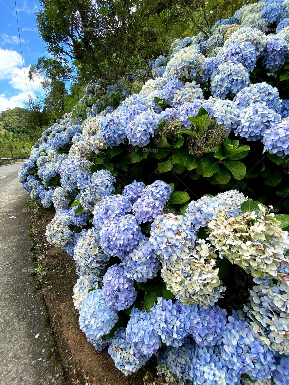 plants and flowers