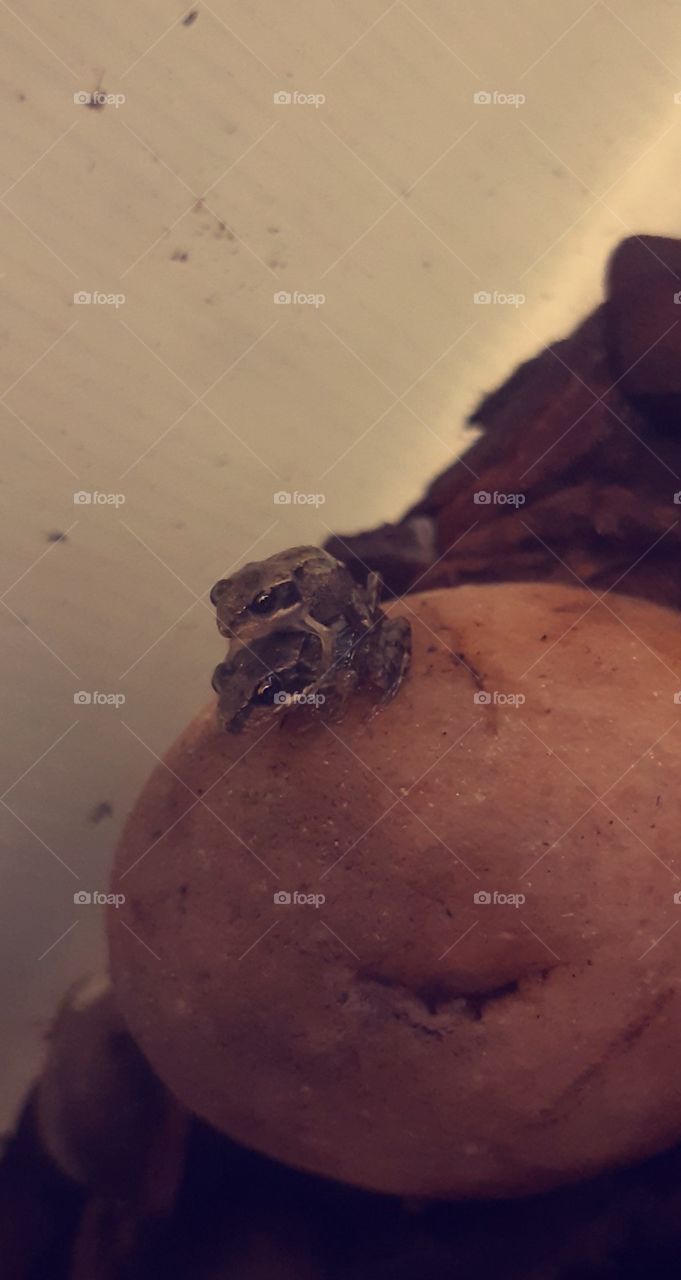 2 baby stacked up common frogs from the UK. I raised them from eggs, turning into tadpoles to a froglet to a frog! The frogs in this are about 1 week in being frogs! *They are now in the back in the wild*