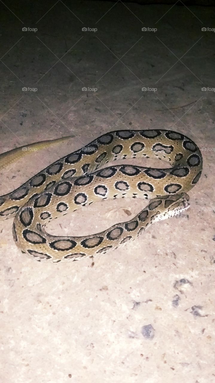 This is a beautiful 🐍🐍🐍🐍🐍🐍