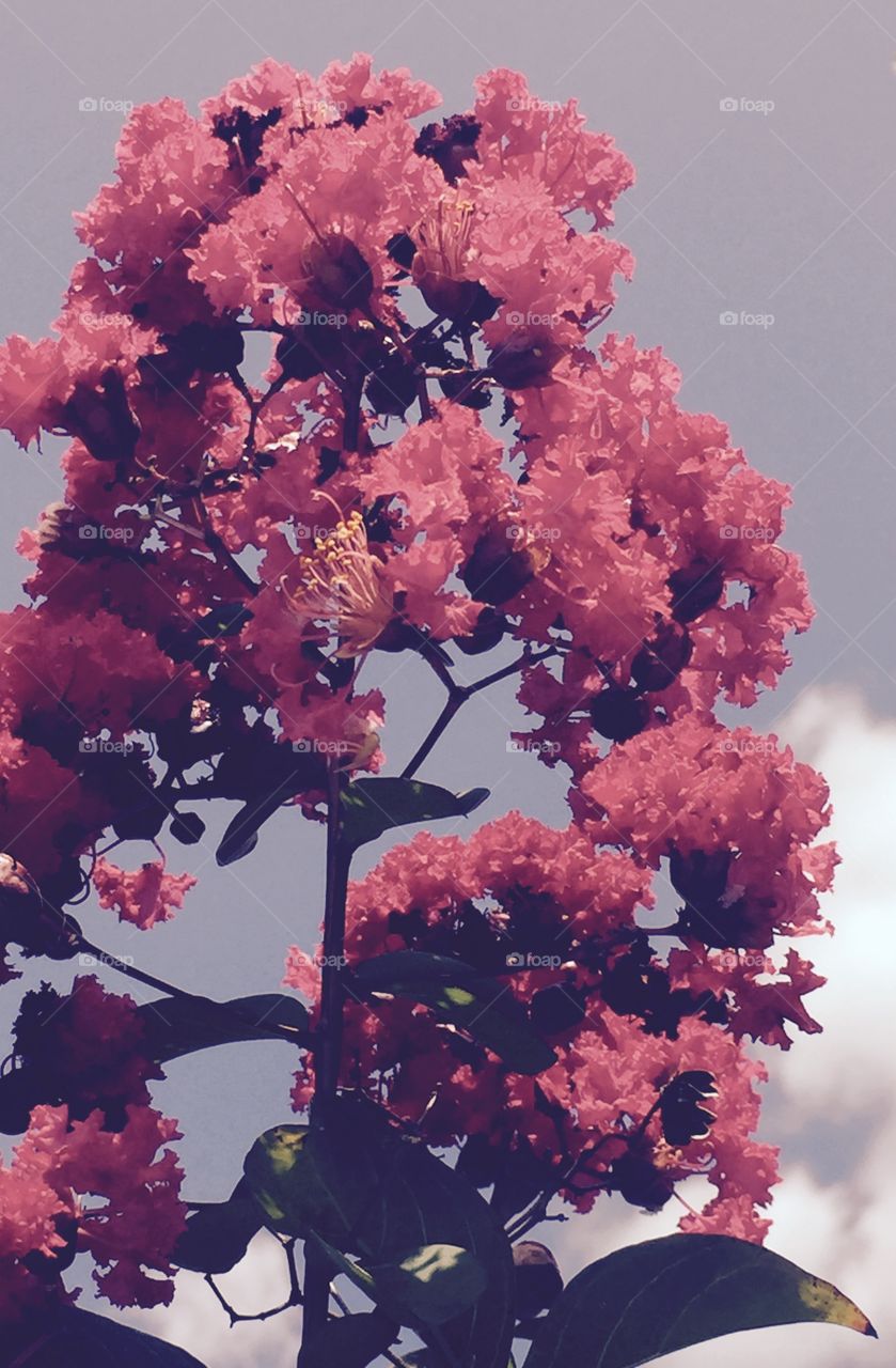 No Person, Flower, Leaf, Nature, Tree