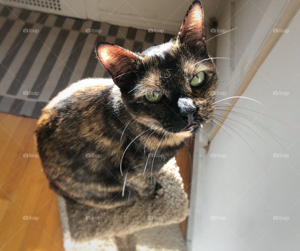 Tortoiseshell cat perched on scratch post 