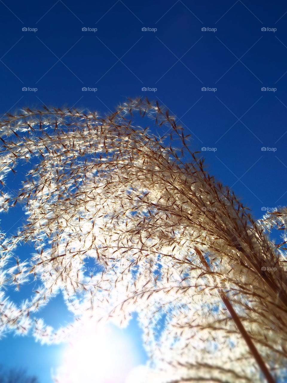 Low angle closeup of pampas grass feathery top backlit by full afternoon sun in summer