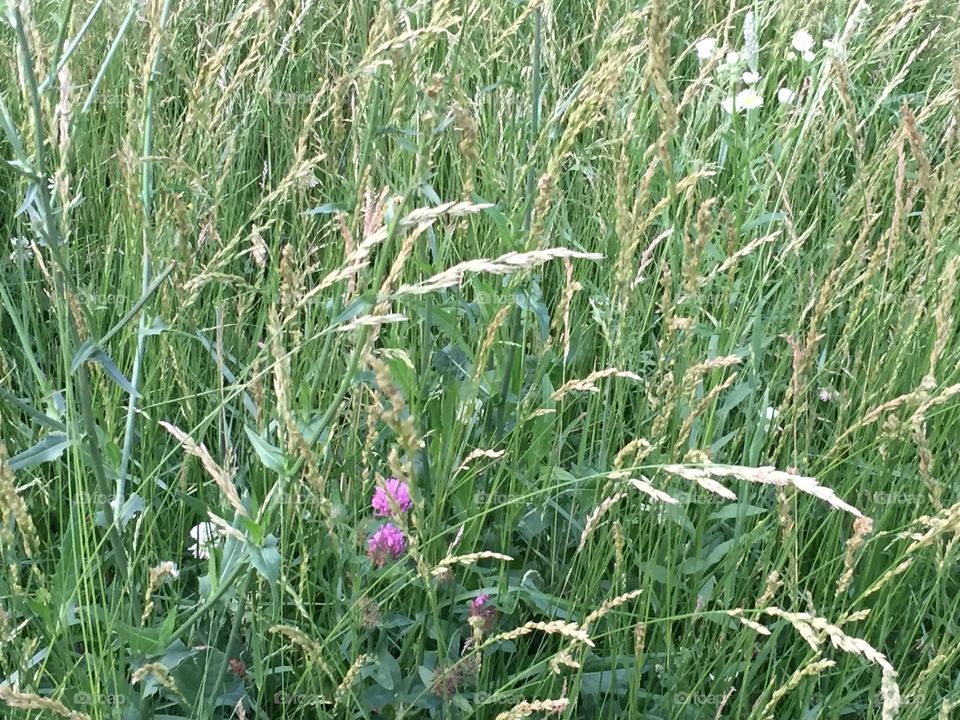 Field Wheat