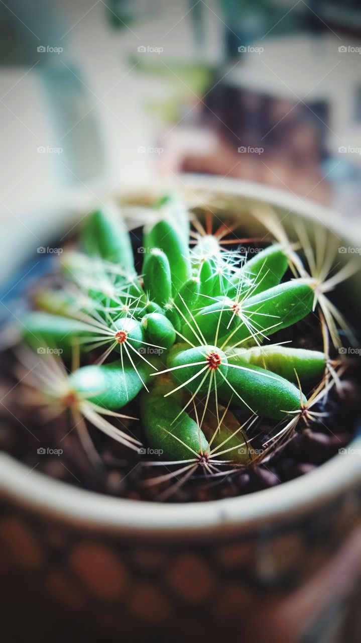 Cactus