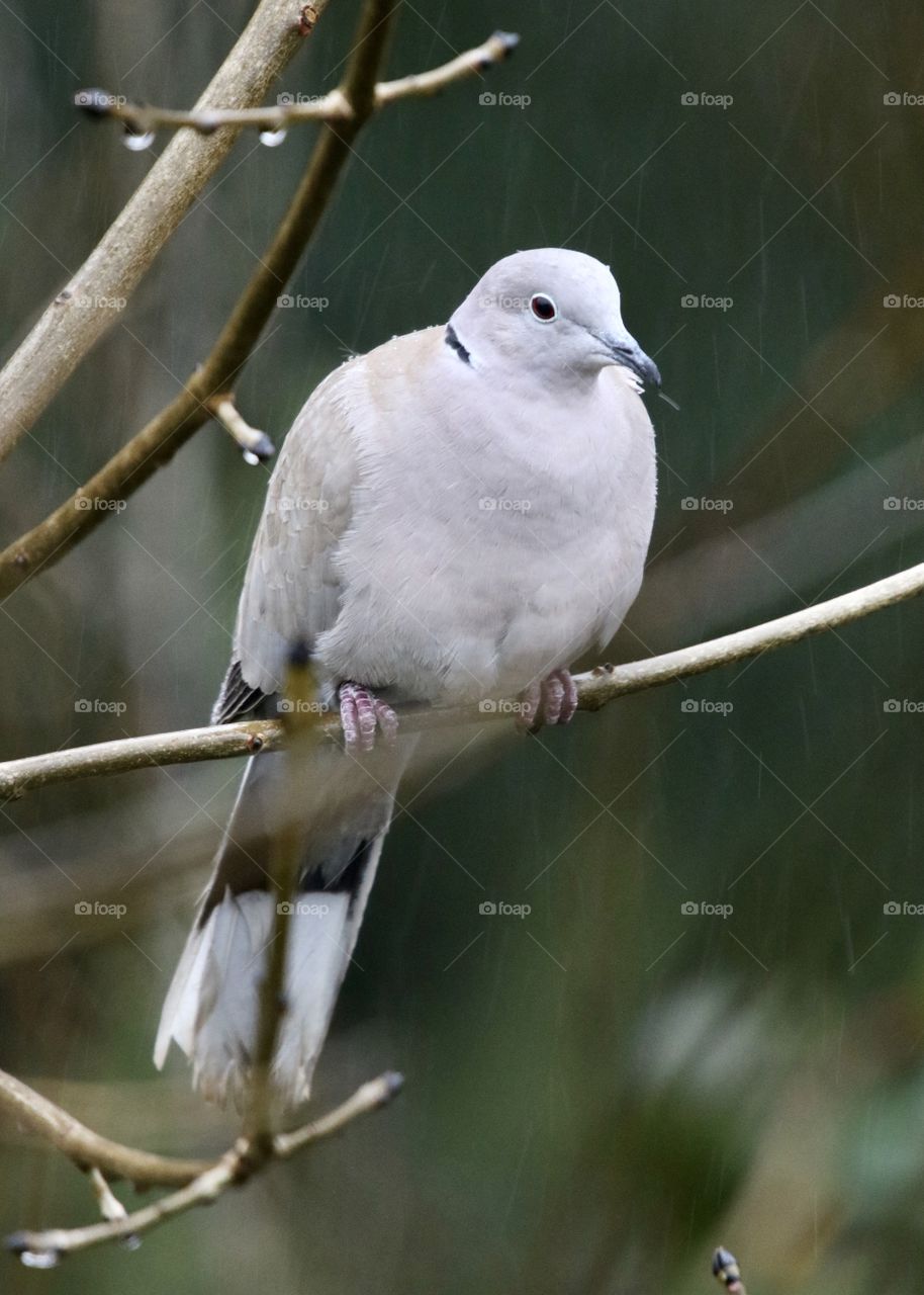 pigeon during the rain