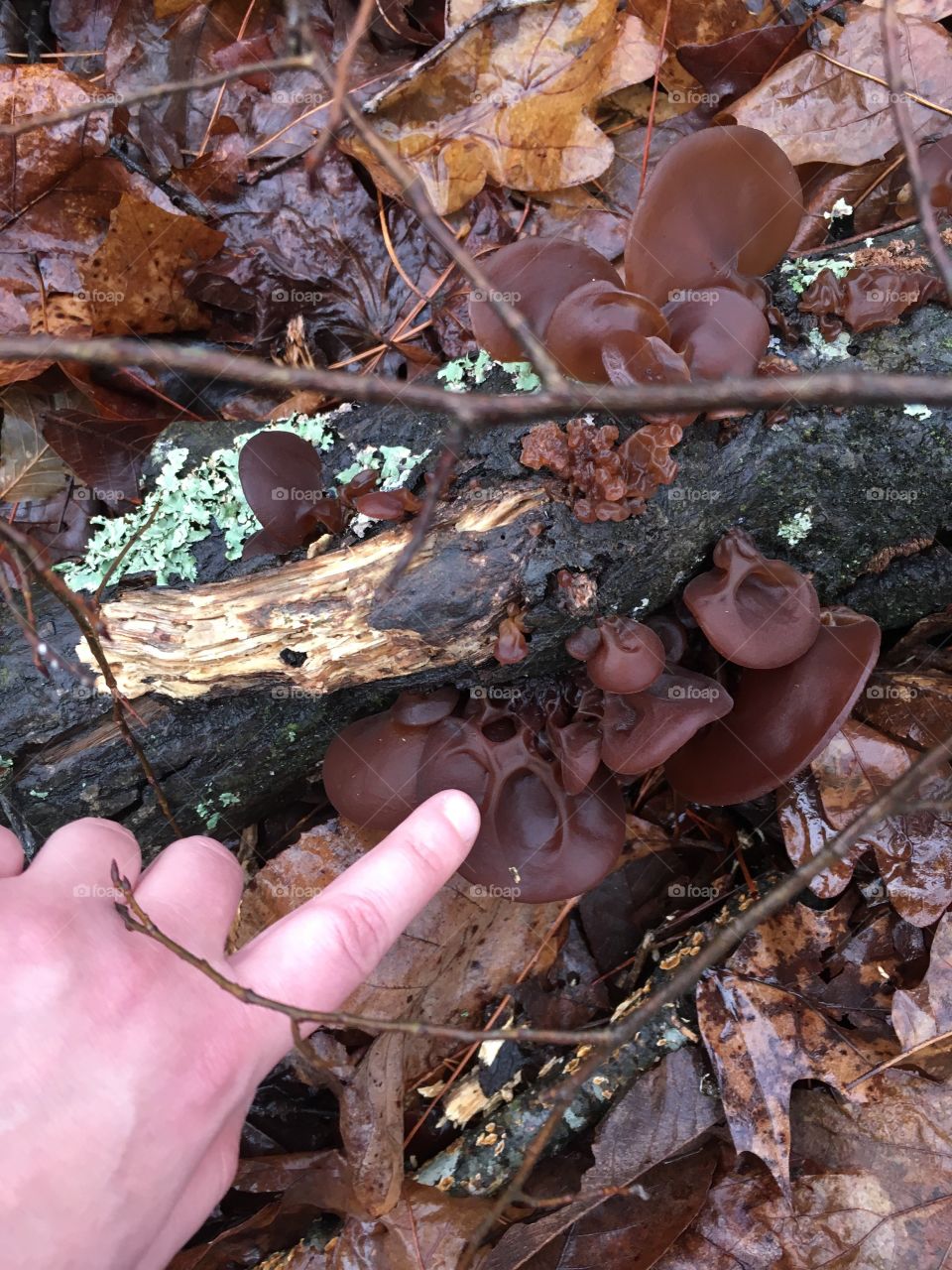 Wood ear fungi 