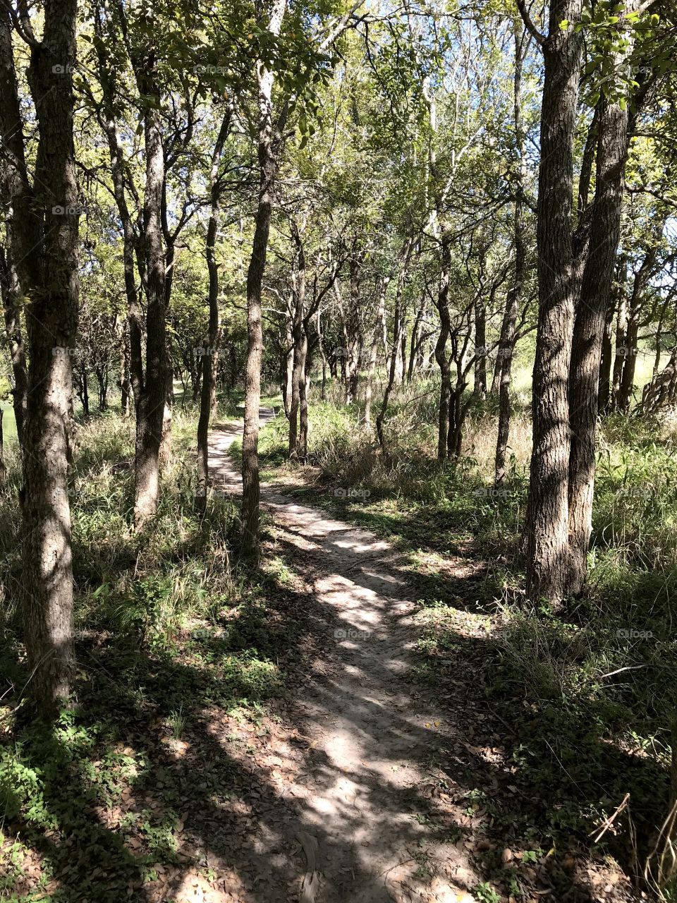 the light in the trees