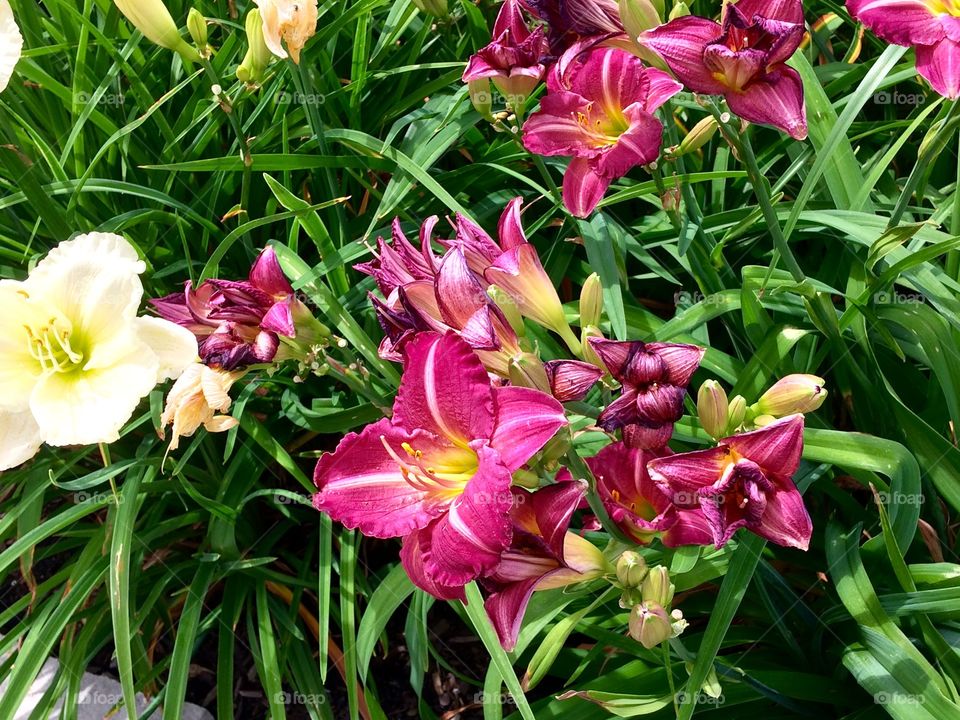 Pink lilies 