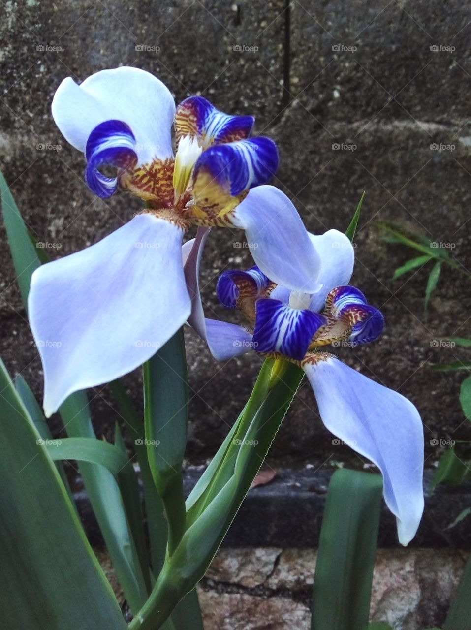 Gorgeous blue and lilac walking iris in bloom.