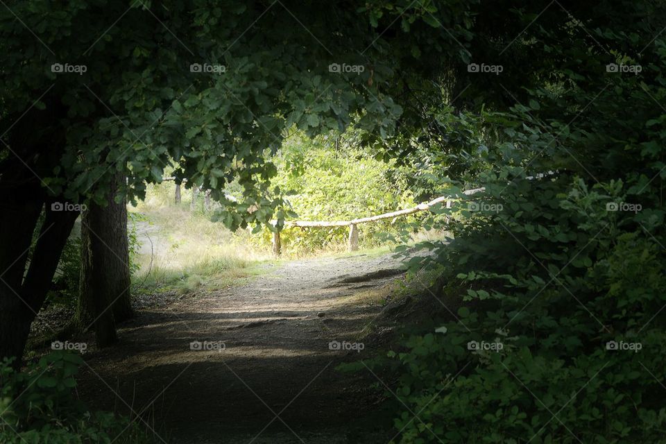 Path in forest