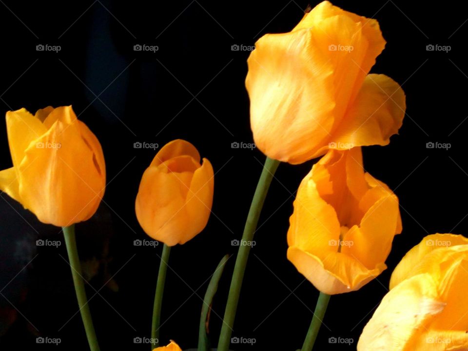 No Person, Nature, Flower, Tulip, Bright