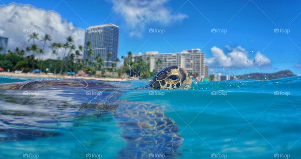 waikiki sea turtle