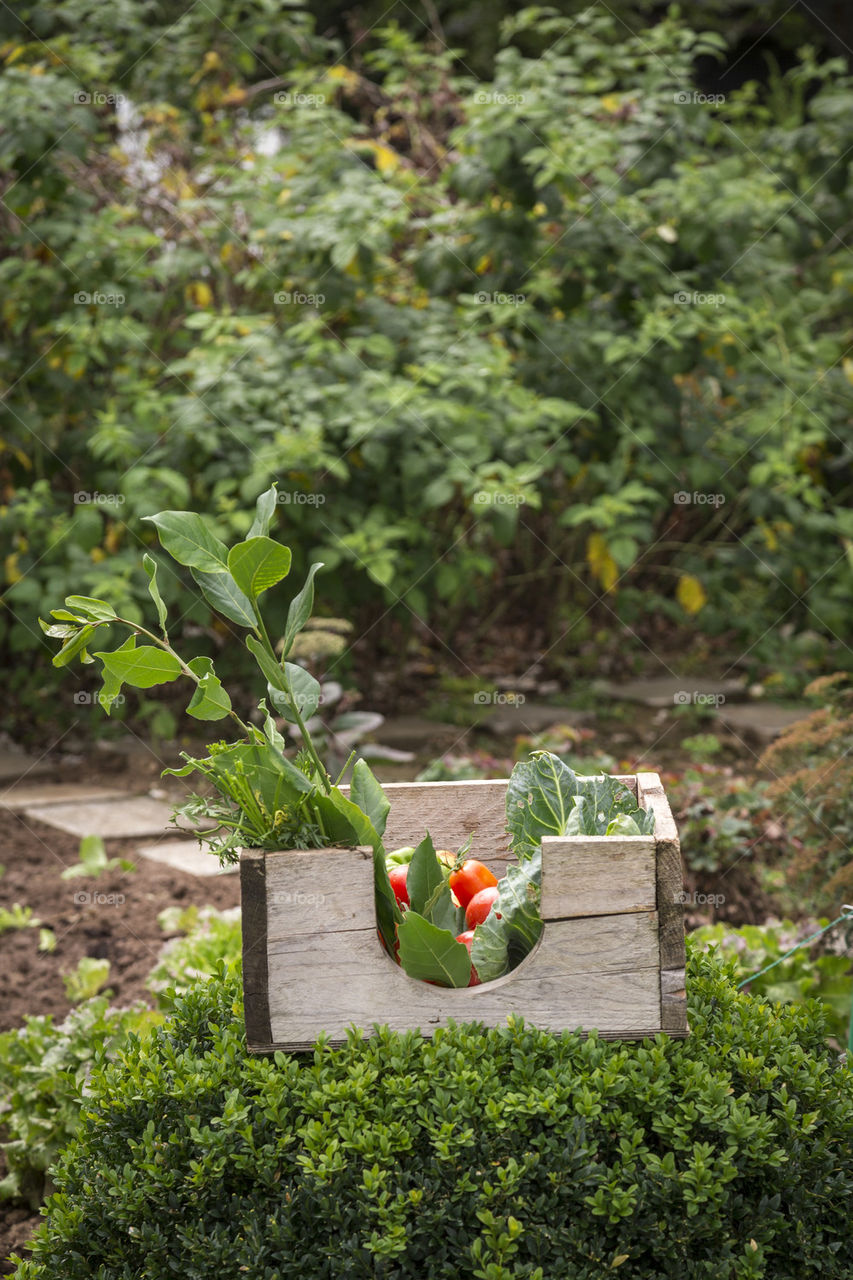 Vegetables in box on plant