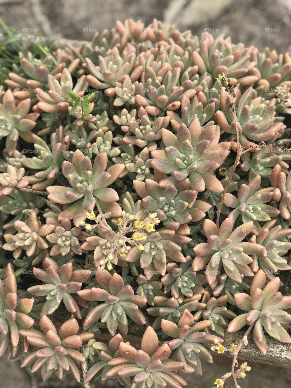 One day in Brazilian sitio hills 