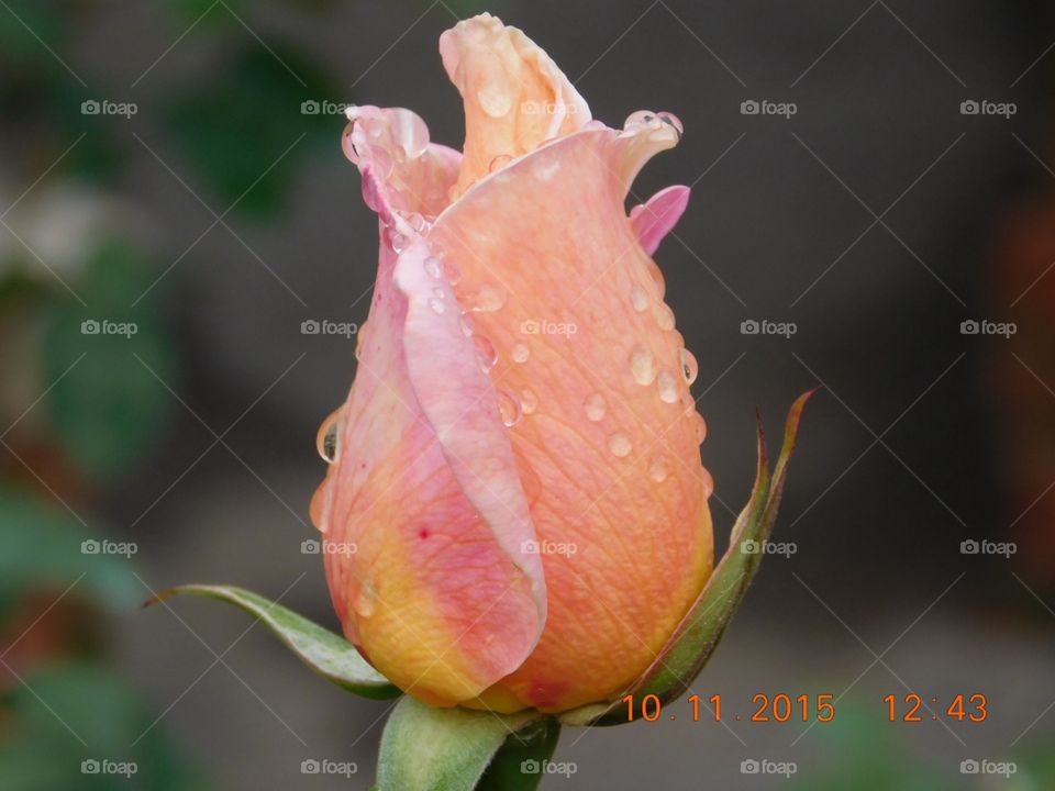 Rose bud. After the rain