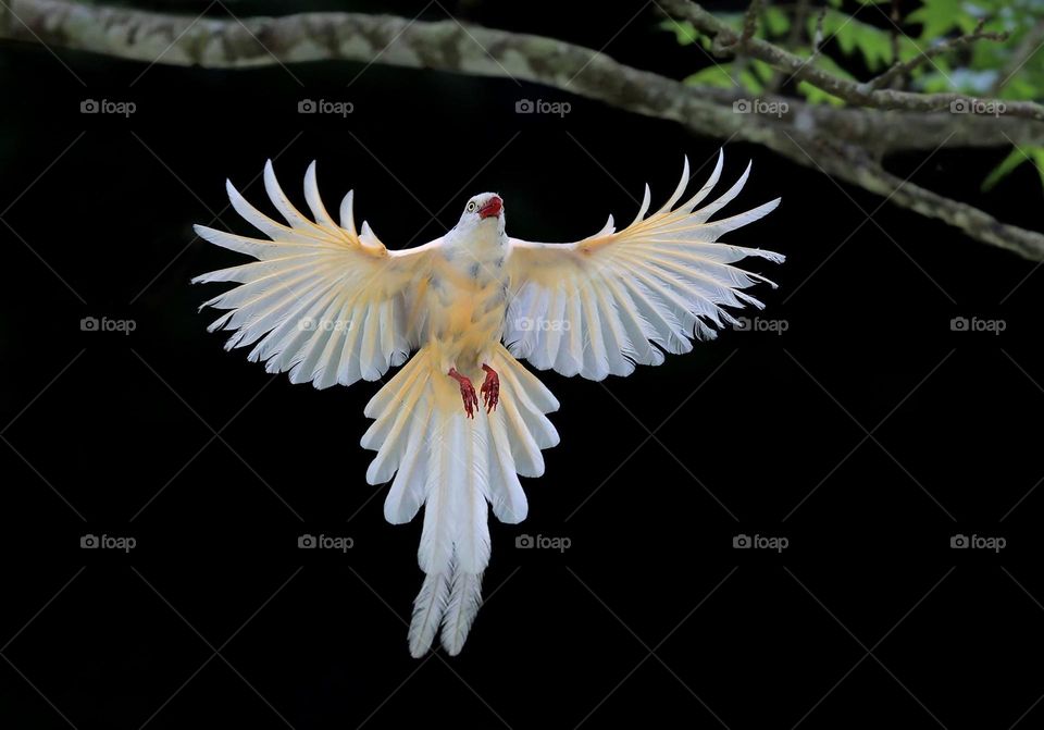 Beautiful and cute bird