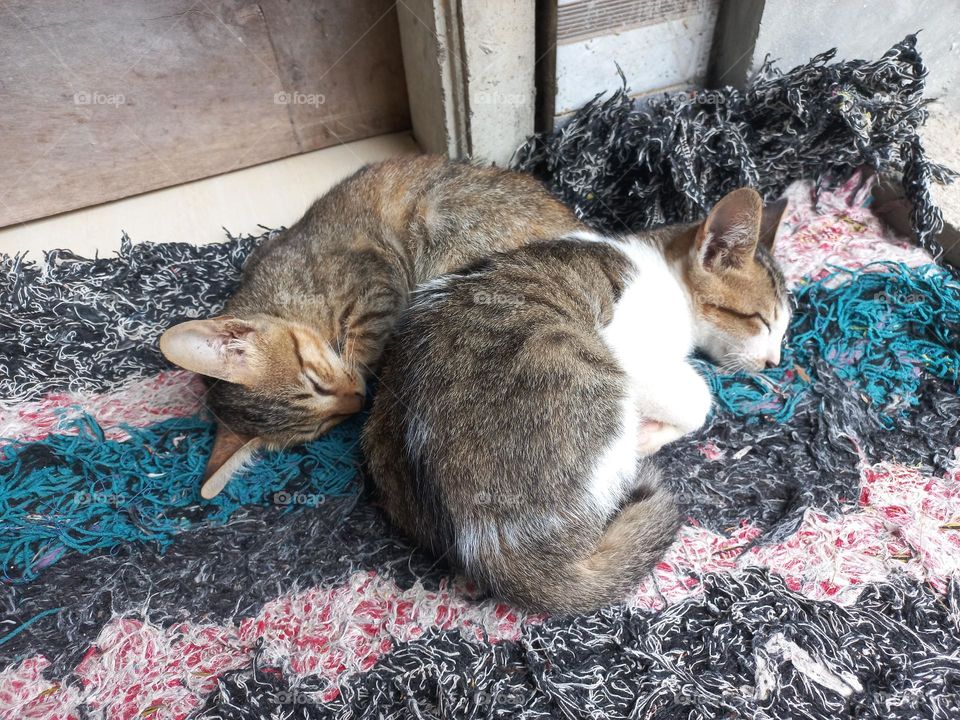 Two cute kittens sleeping on a cloth mat