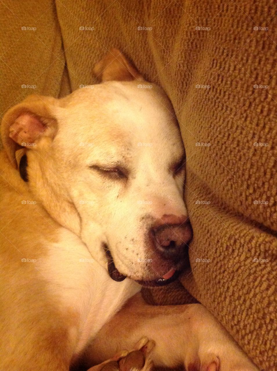 Let Sleeping Dogs Lie. Dog sleeping with his tongue out