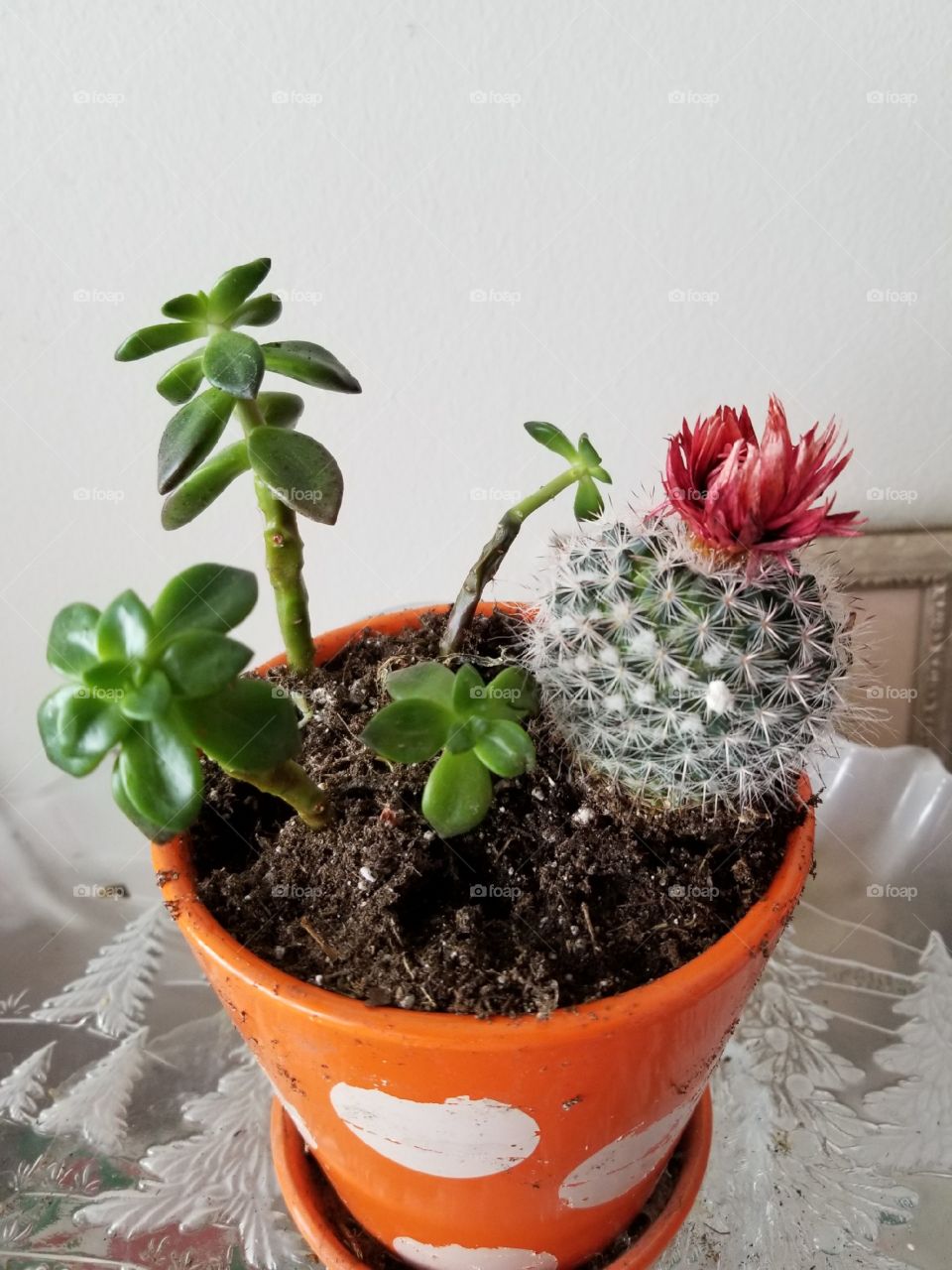 My lovely succulents