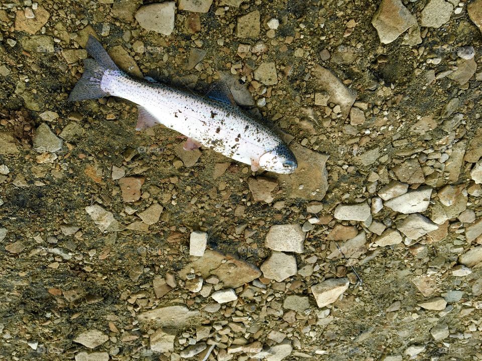 Rainbow trout 