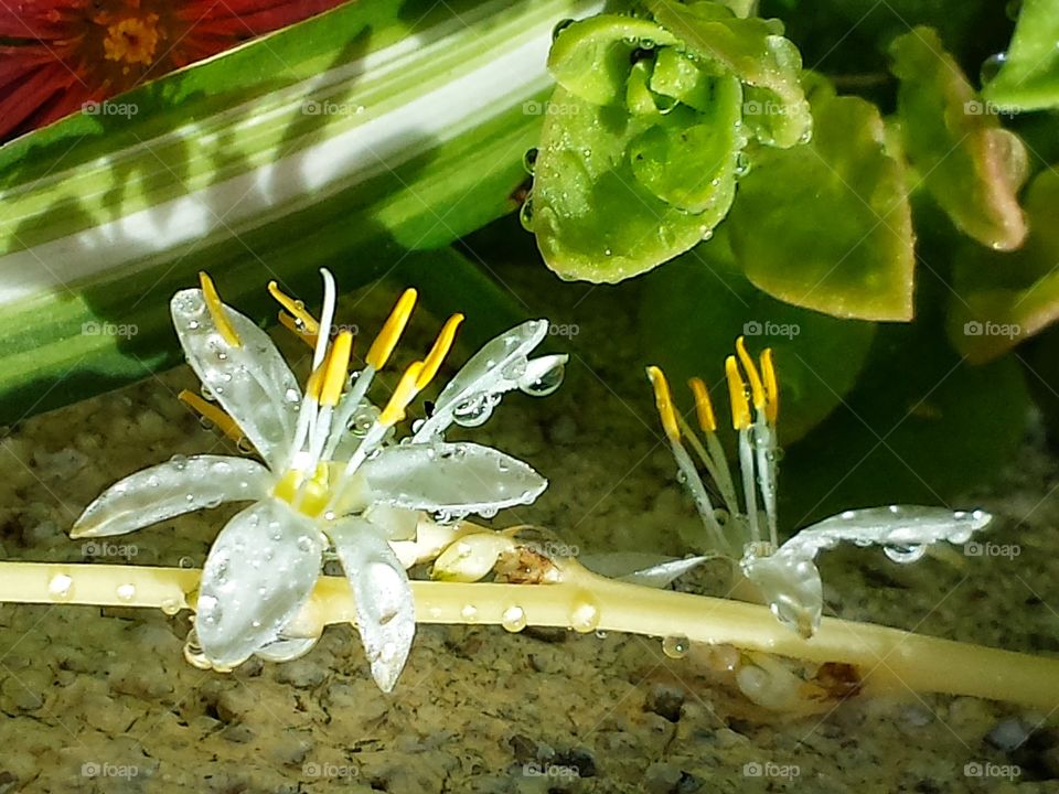 macro of tiny succulent blooms