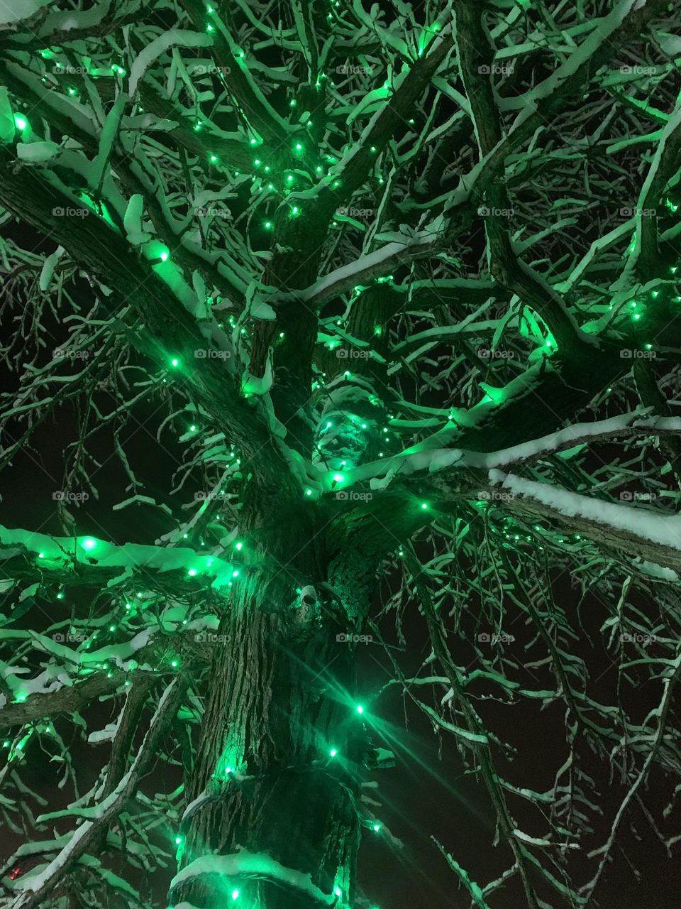 Underneath a tree at the Festival of Lights in Niagara Falls, Canada. 