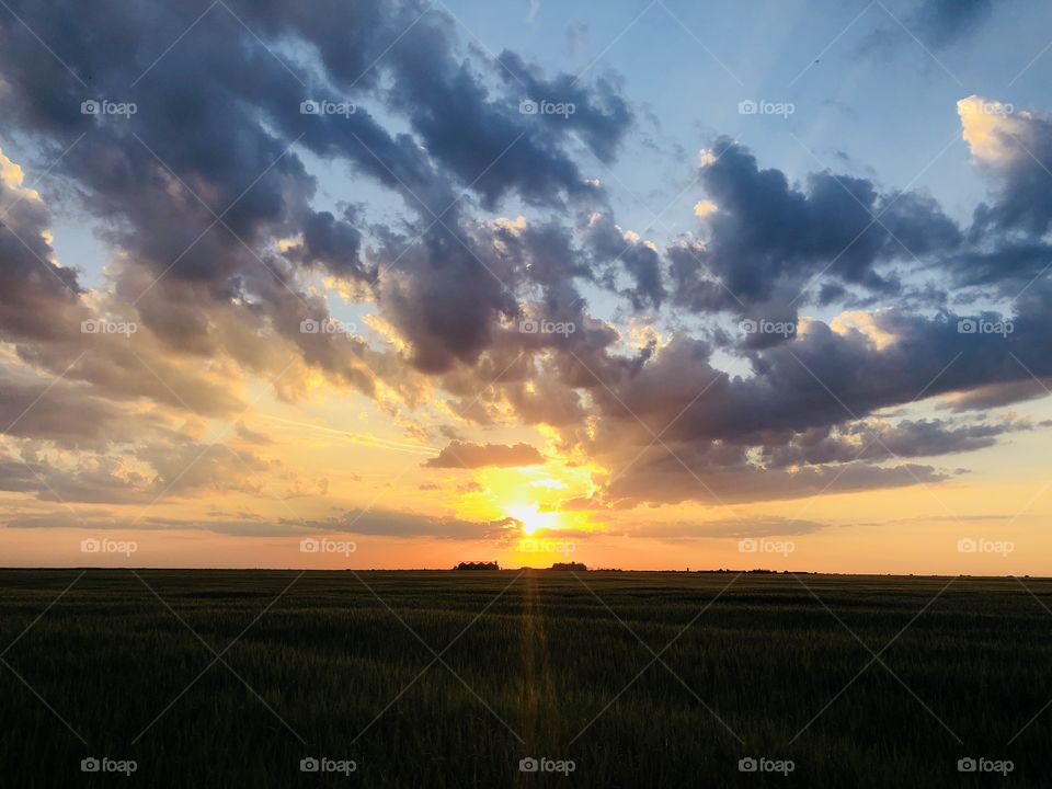 Beautiful golden hour over a wheat field in summer