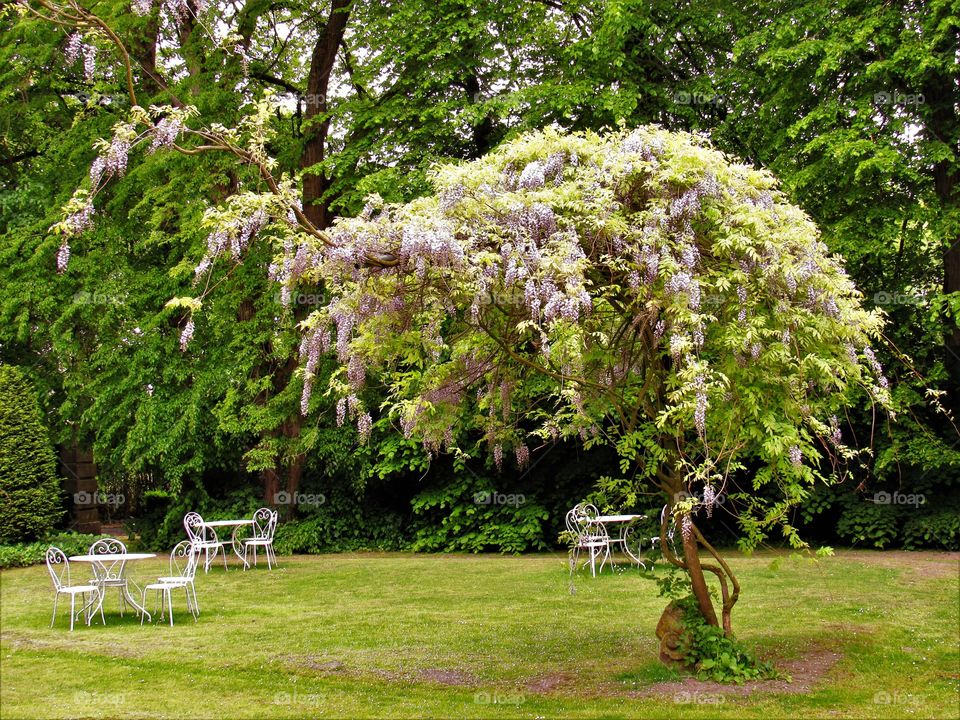 Wisteria