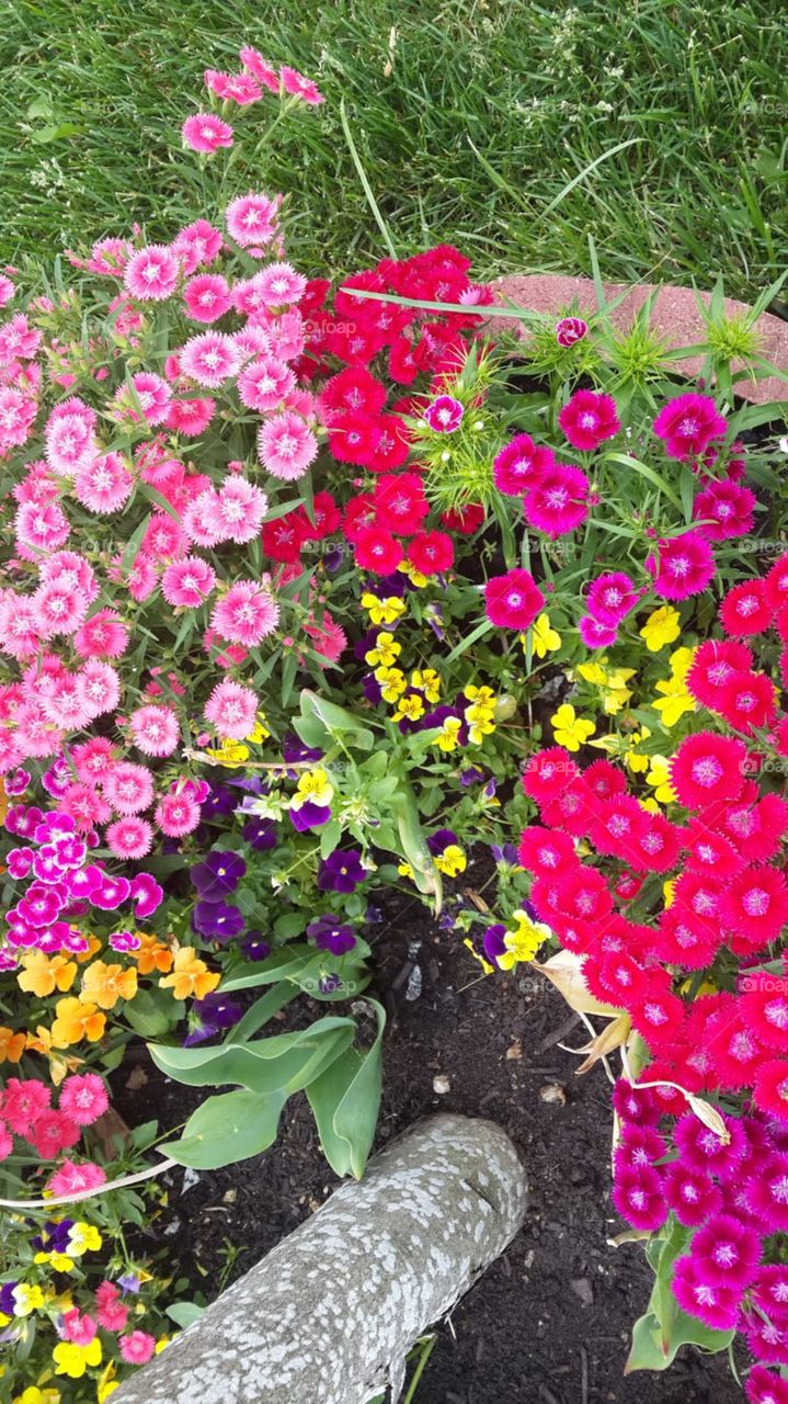 Beautiful  bright colour summer blooms .