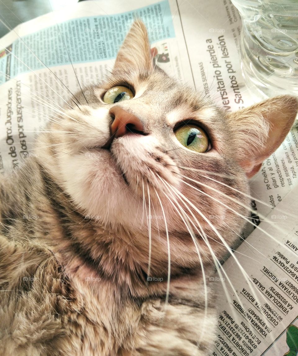 Gatica mestiza de  pelo corto