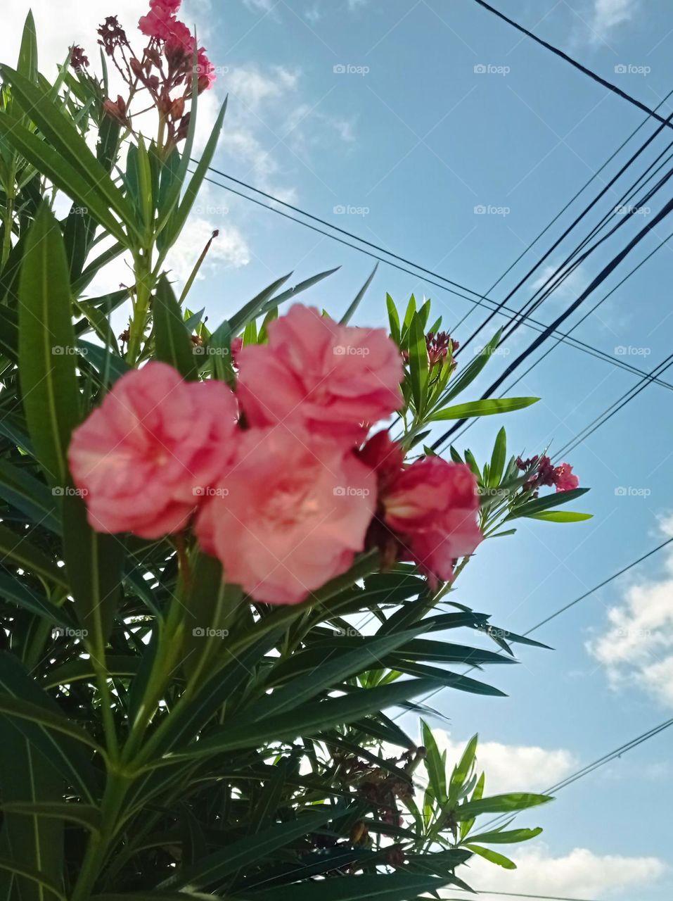 pink flowers / flores color de rosa