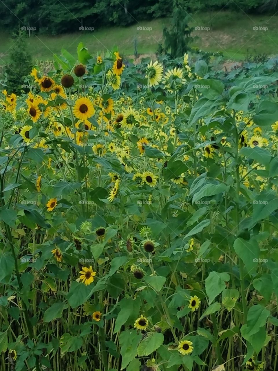 Happy sunflowers