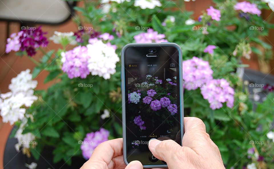 Photographing flowers 