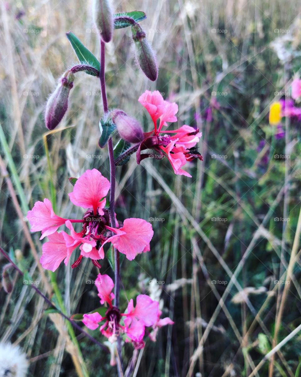 Pink wildflower in grassy meadow