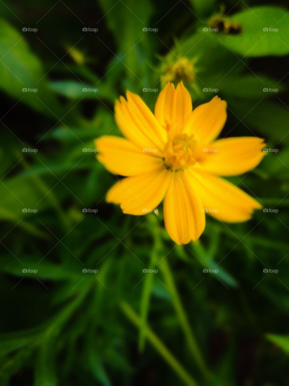 This is a rare image of a eight pettled flower . There is eight pettled flowers in different colous but this is a orange coloured one. This is very fragrant flower.The background is very dark green coloured and this is a nice shot of the flower .